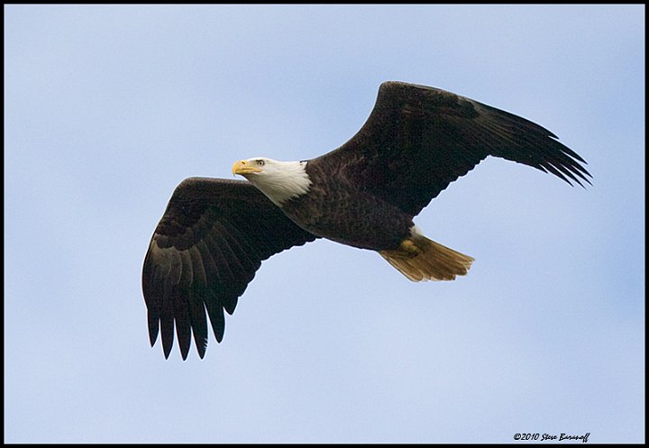 _0SB9739 american bald eagle.jpg